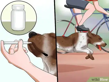 Image titled Diagnose Aortic Stenosis in German Shorthaired Pointers Step 11