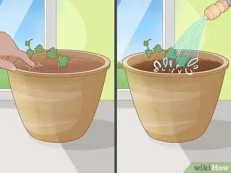 Image titled Keep an Ivy Plant Healthy Step 4