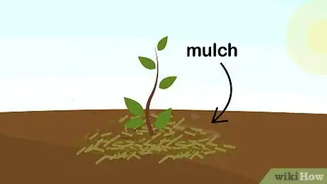 Image titled Grow Crepe Myrtle Step 10