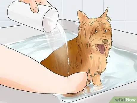 Image titled Groom a Silky Terrier Step 10