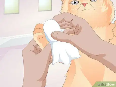 Image titled Keep a Cat Healthy Step 10