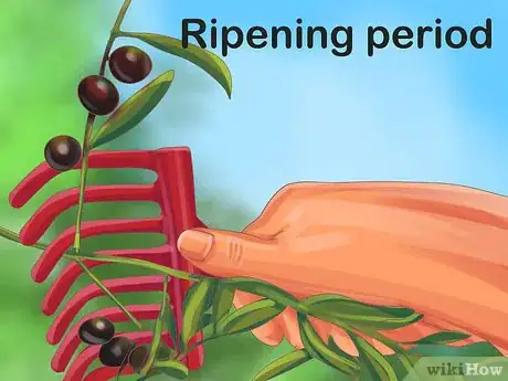 Image titled Grow Olives Step 18