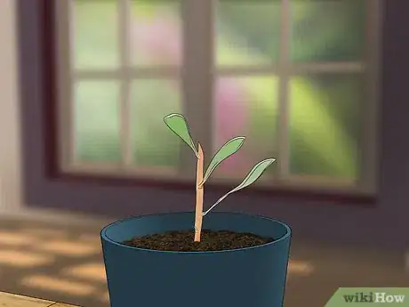 Image titled Grow Protea Step 17