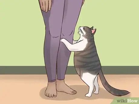 Image titled Treat Obesity in Cats Step 12