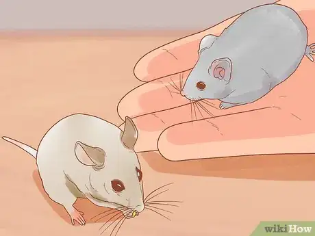 Image titled Know if a Pet Mouse Is Right for You Step 2