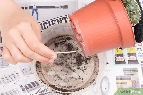 Image titled Pot a Spiny Cactus Without Getting Pricked Step 8