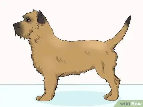 Image titled Identify a Cairn Terrier Step 10