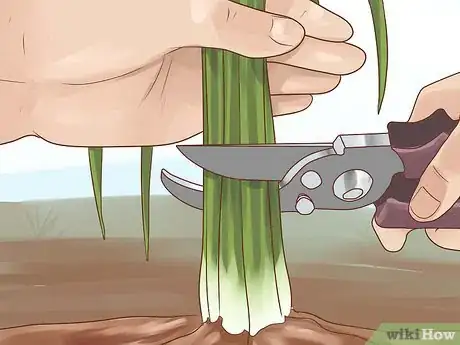 Image titled Grow Chives Step 21