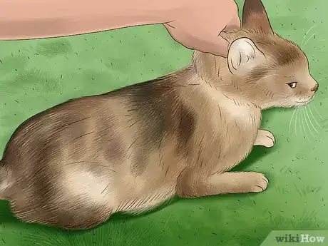 Image titled Detect Common Signs of Illness in Cats Step 1