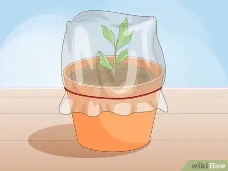 Image titled Plant Roots Step 13