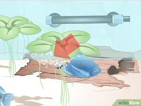 Image titled Breed Blue Gouramis Step 10