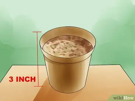 Image titled Grow Morning Glories Step 4