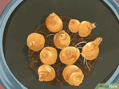 Image titled Fertilize Daffodils Step 10