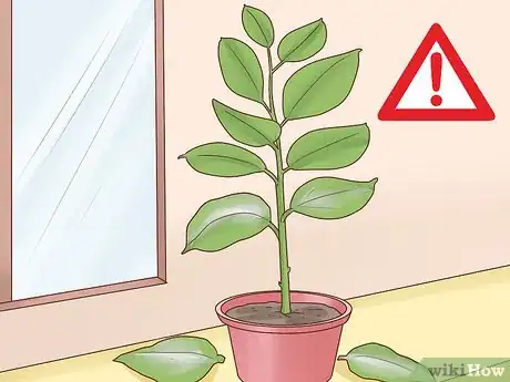 Image titled Grow a Rubber Tree Step 17