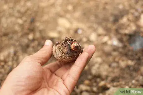 Image titled Grow Elephant Ear Plants Step 16