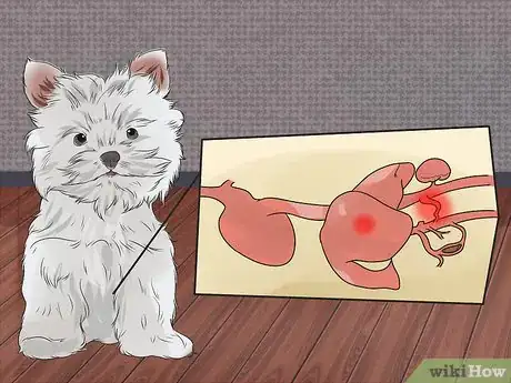 Image titled Diagnose Portosystemic Shunts in Yorkshire Terriers Step 5