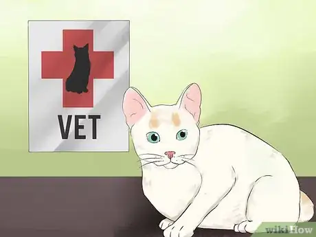 Image titled Take Care of a Japanese Bobtail Step 1