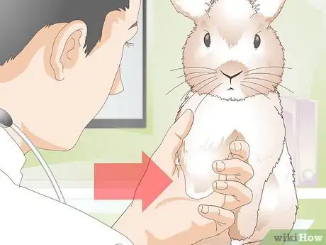 Image titled Care for Disabled Rabbits Step 1