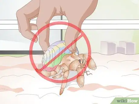 Image titled Buy a Pet Hermit Crab Step 6