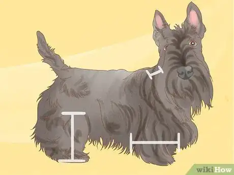 Image titled Identify a Scottish Terrier Step 8