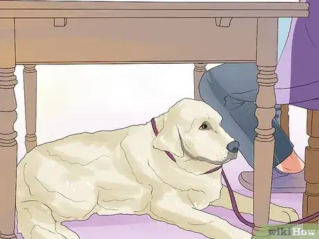 Image titled Dine Out with Your Dog Step 12