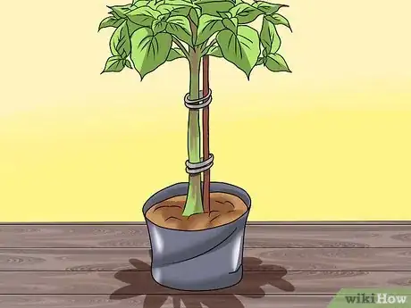 Image titled Grow Coleus Step 19