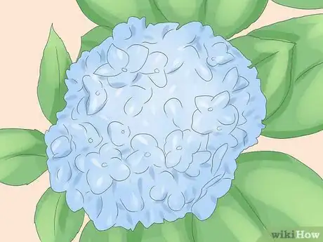 Image titled Grow Hydrangeas Step 1