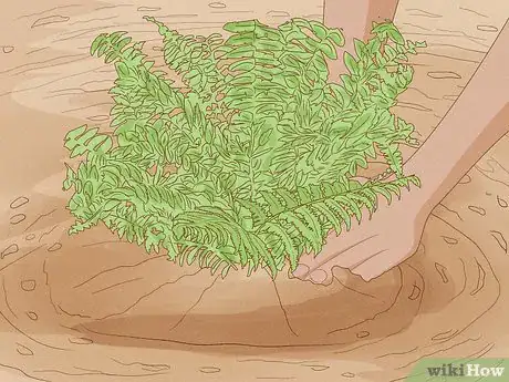 Image titled Plant a Fern Step 7