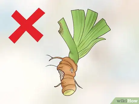 Image titled Grow Orris Root Step 8