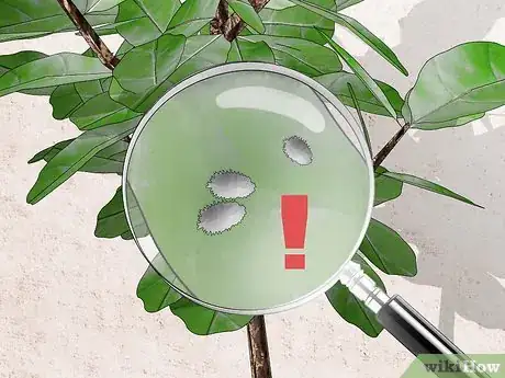 Image titled Control Mealybugs on Indoor Plants Step 1