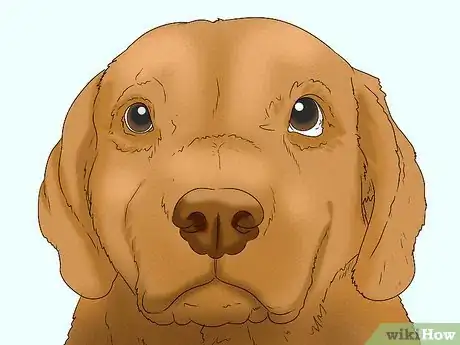 Image titled Identify a Chesapeake Bay Retriever Step 5