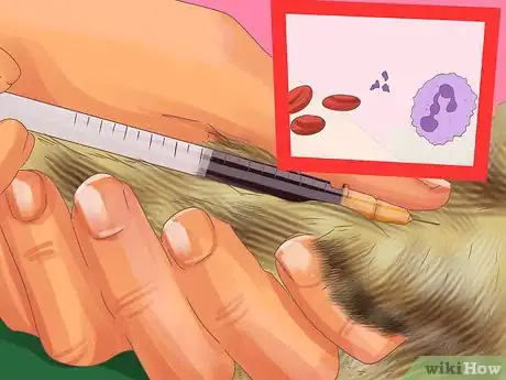 Image titled Diagnose Cytauxzoonosis in Cats Step 10