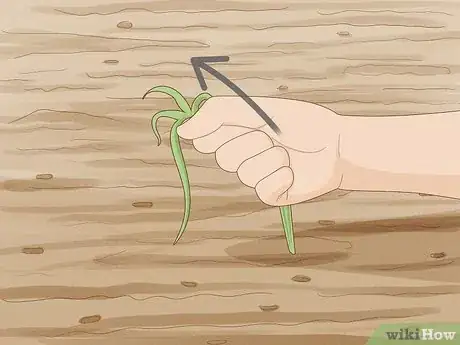 Image titled Prepare Garden Mulch Step 3