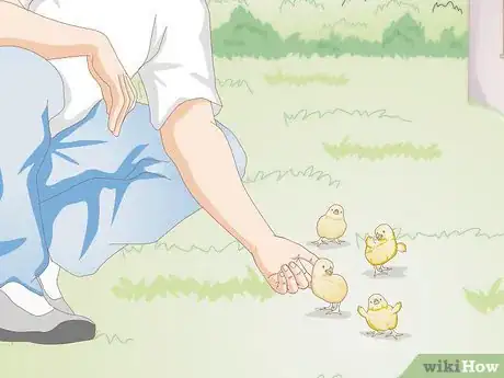Image titled Look After Baby Chicks Step 9