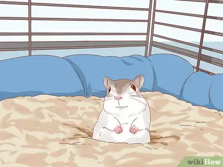 Image titled Treat Head Tilt in Gerbils Step 8