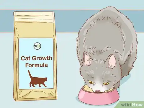 Image titled Tell if a Cat is Pregnant Step 11