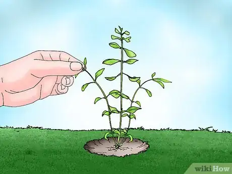 Image titled Grow Bacopa Plants Step 11