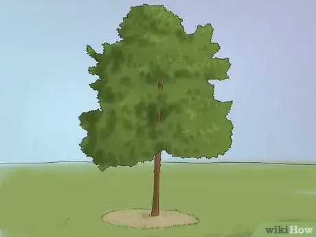 Image titled Buy an Oak Tree Step 11