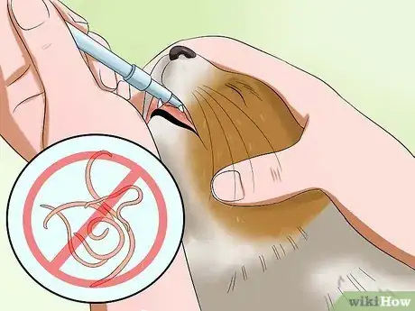 Image titled Diagnose Heartworm Disease in Cats Step 10