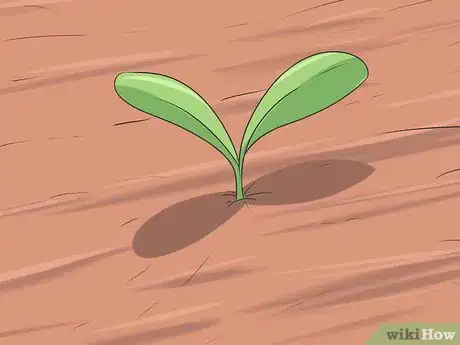 Image titled Grow Asters Step 11