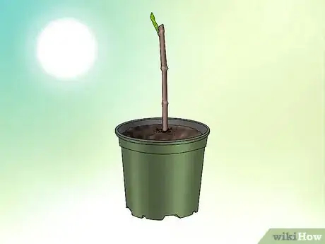 Image titled Plant Confederate Jasmine Step 7