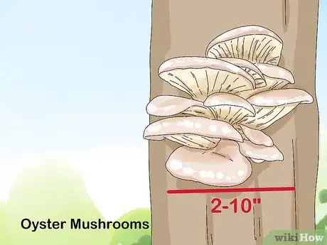 Image titled Identify Mushrooms Step 3