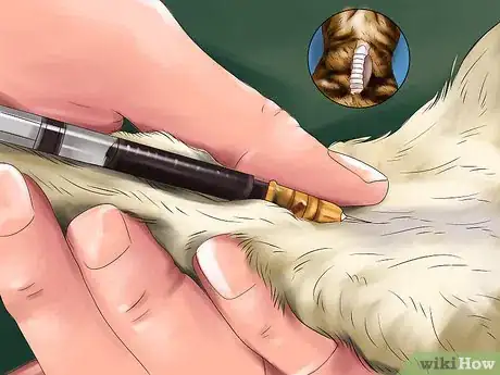 Image titled Detect and Treat Heart Murmurs in Cats Step 4