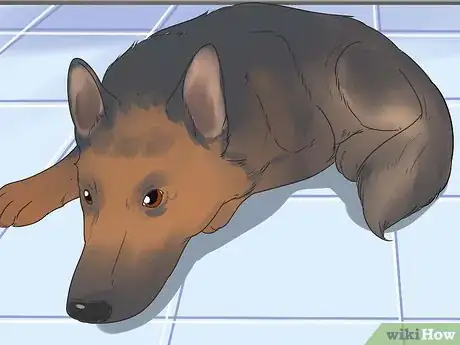 Image titled Prevent Hookworms in Dogs Step 6