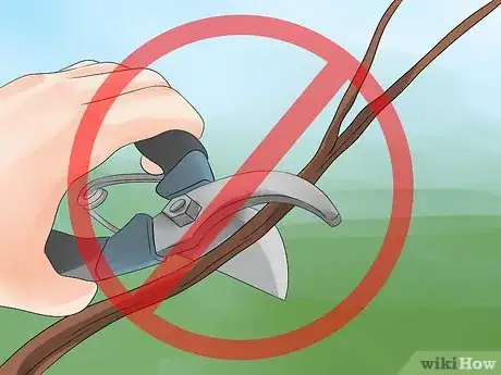 Image titled Grow an Apple Tree Step 14