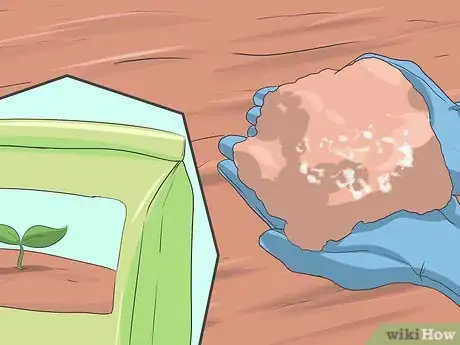 Image titled Grow Asters Step 15