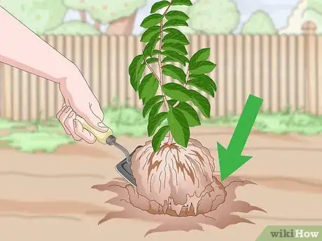 Image titled Plant Guanabana Seeds Step 16