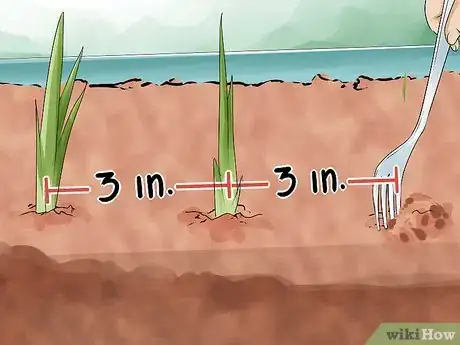 Image titled Grow Onions from Seed Step 10