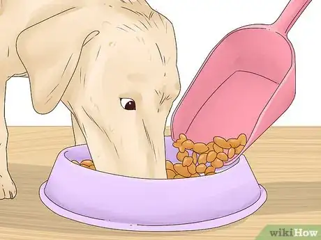 Image titled Stop a Dog from Eating Too Fast Step 8