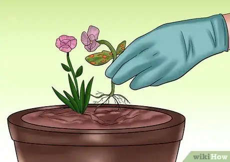 Image titled Cut from a Pansy Plant Step 5Bullet1